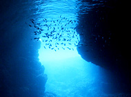 ボート青の洞窟体験ダイビング
